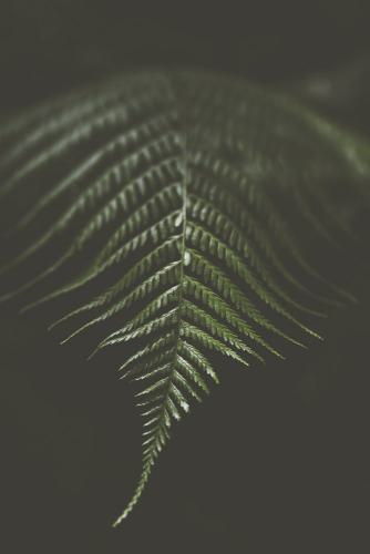 robin franken photography