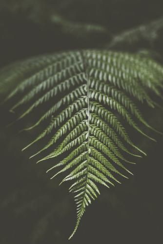 robin franken photography